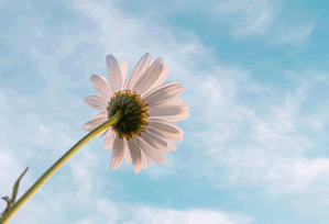 【速报】蘑菇影视在线观看深度揭秘：内幕风波背后，网红在机场贵宾室的角色异常令人意外